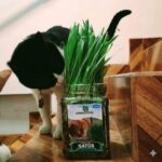Pack 3 Hierba natural para gatos mejor digestión previene bola pelos - Imagen 4