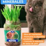 Hierba natural para gatos mejora digestión previene bola pelos - Imagen 5