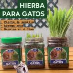 Hierba natural para gatos mejora digestión previene bola pelos - Imagen 2